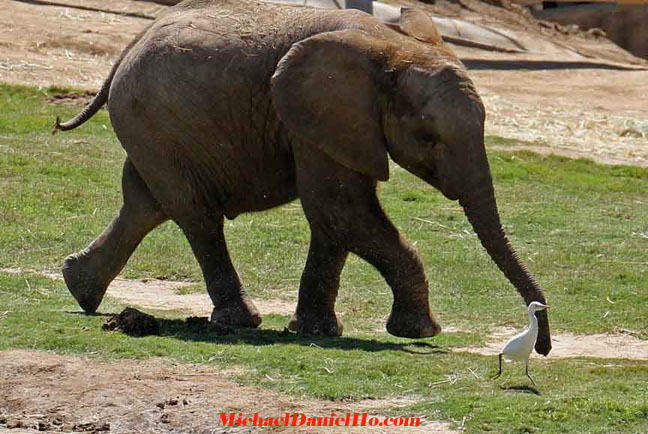 african elephant photo