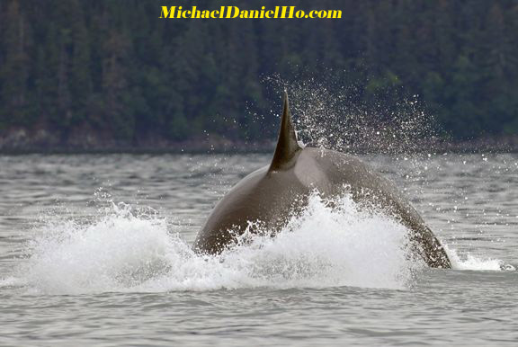 killer whale breaching in Alaska