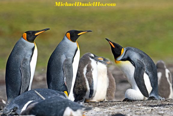 king penguins in south georgia