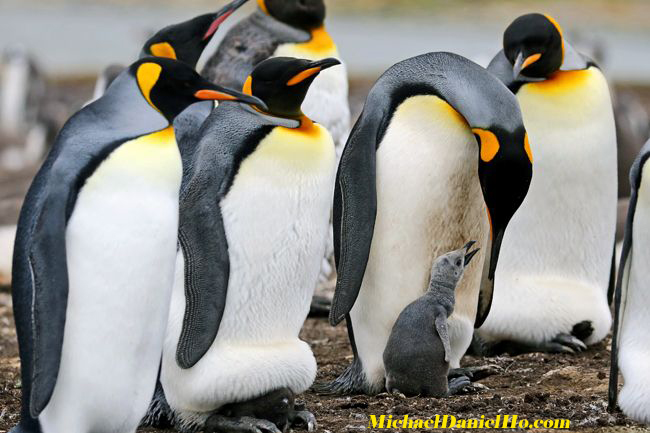 king penguins with chick in south georgia