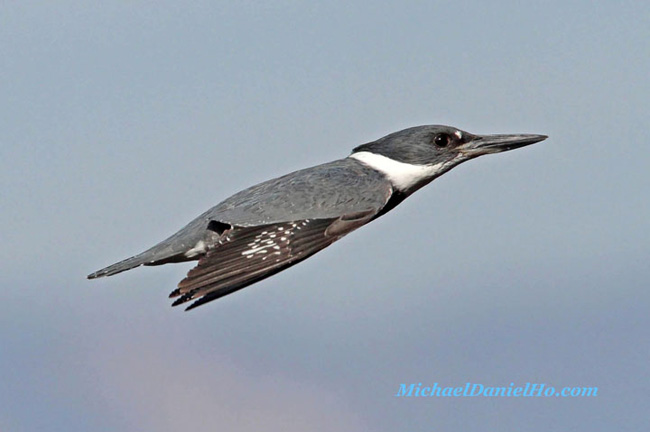 photo of Kingfisher bird