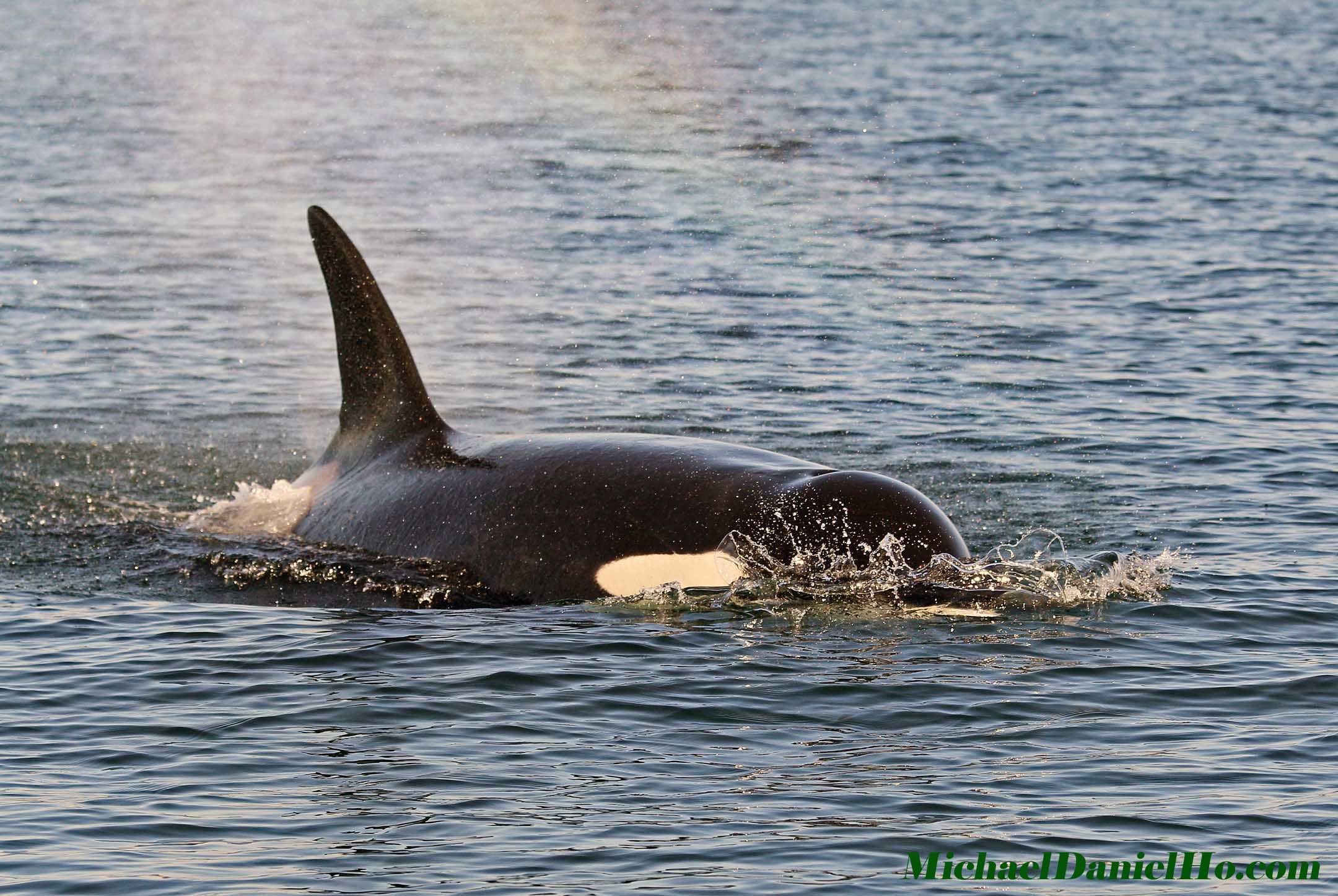 killer whale photos