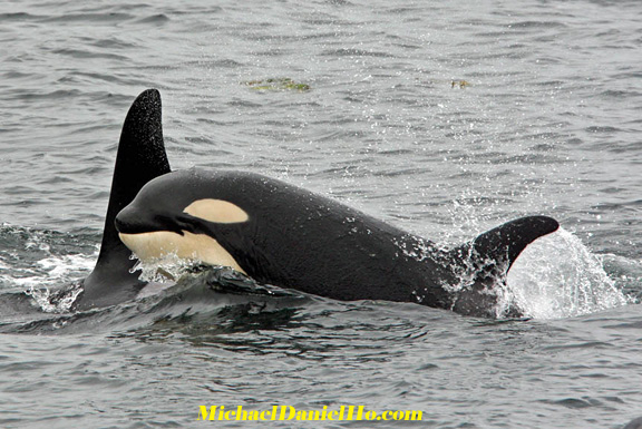 killer whale photos