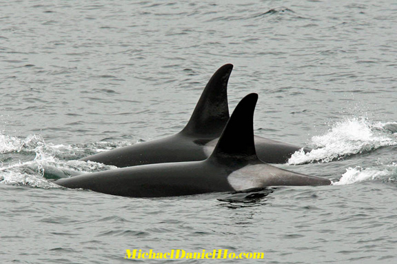 killer whale photos