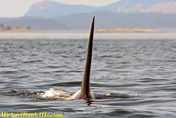 killer whale photography