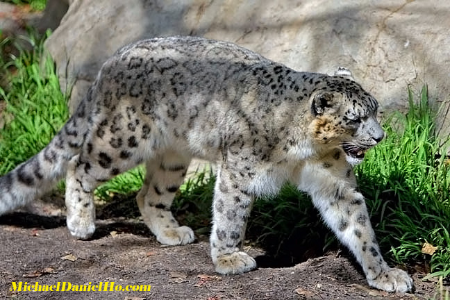 photo of Snow Leopard