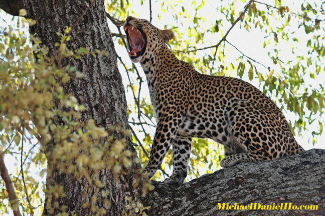 leopard photos