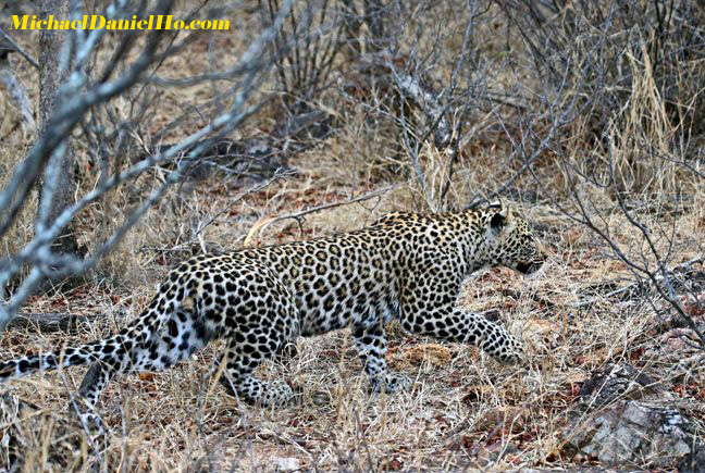 Leopard photos