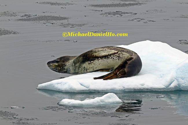 leopard seal on floating ice in antarctica