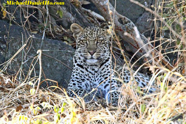 photo of leopard