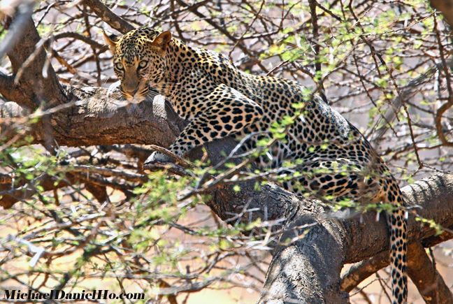 photo of leopard