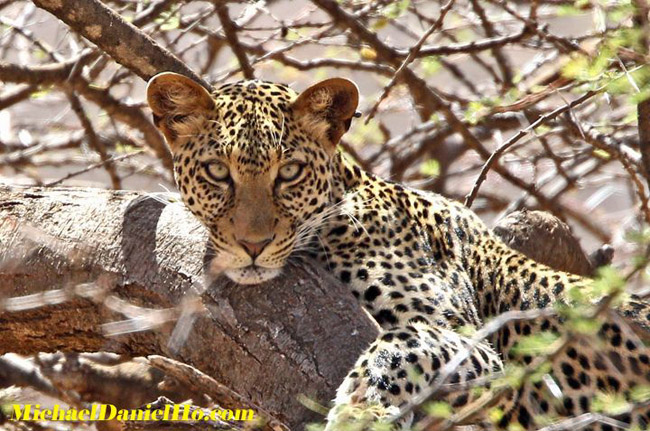 leopard photos