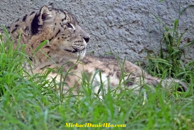 photo of Snow Leopard