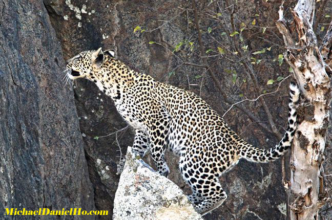 photo of leopard