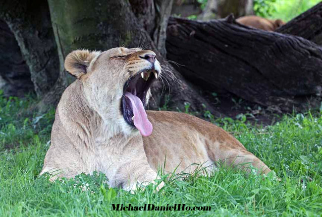 african lion photos