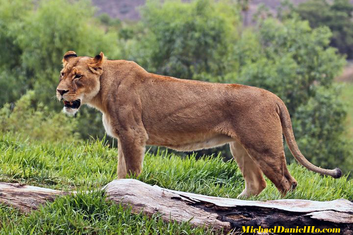 african lion photos