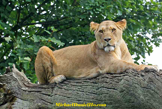 african lion photos