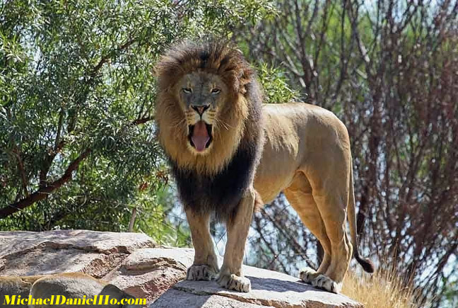 Roaring African Lion