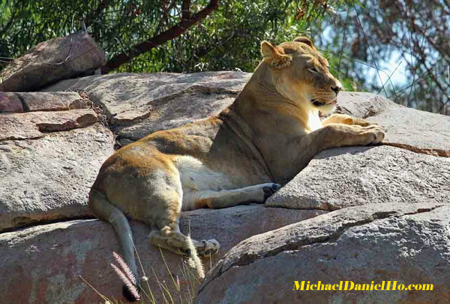 african lion photos