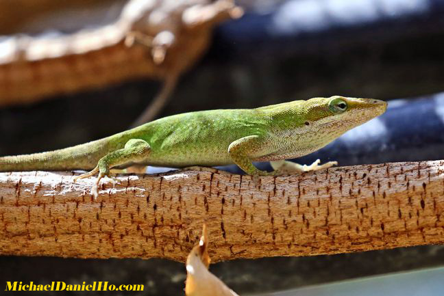 green lizard in costa rica