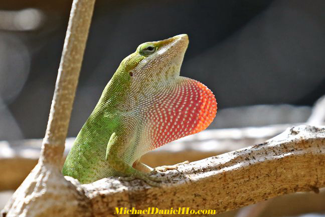 green lizard in costa rica