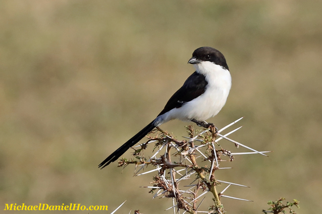 photo of Long-tailed Shrike in Kenya