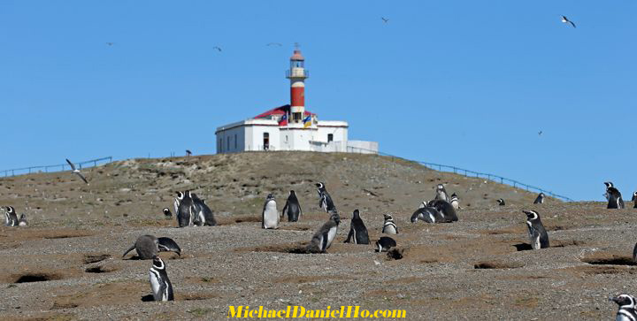 magdalena island, chile