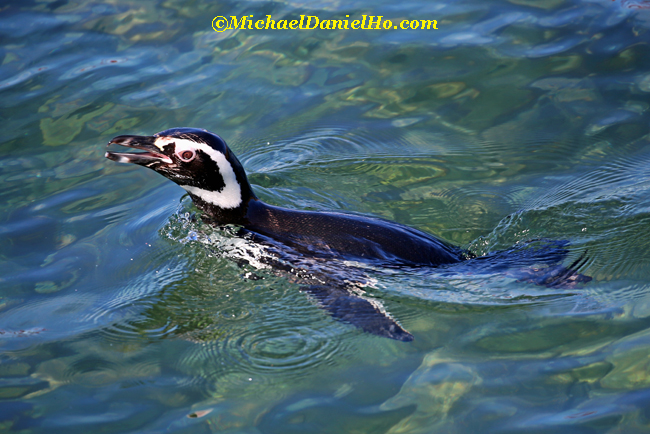 magellenic penguin swimming in southern ocean
