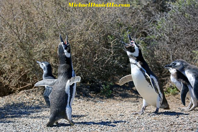 magellenic penguins braying in the falklands