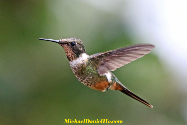 green-crowned brilliant hummingbird in Costa Rica photo