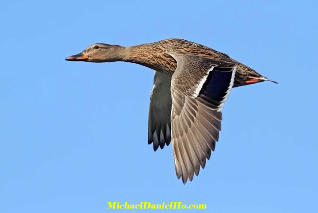 photo of mallard duck