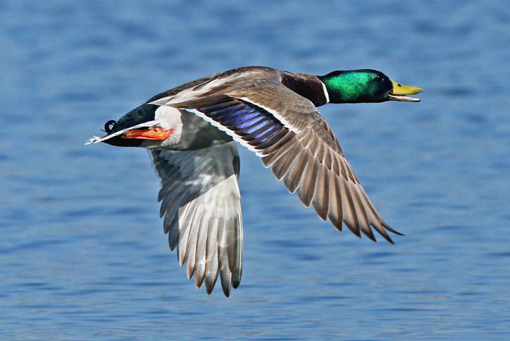 photo of mallard duck