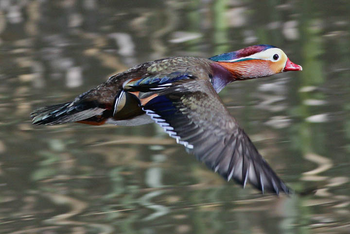 photo of mandarin duck