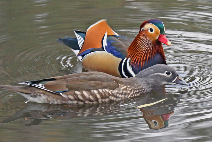 photo of mandarin duck