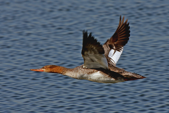 photo of red breasted merganser