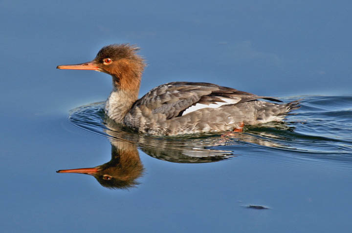 photo of red breasted merganser