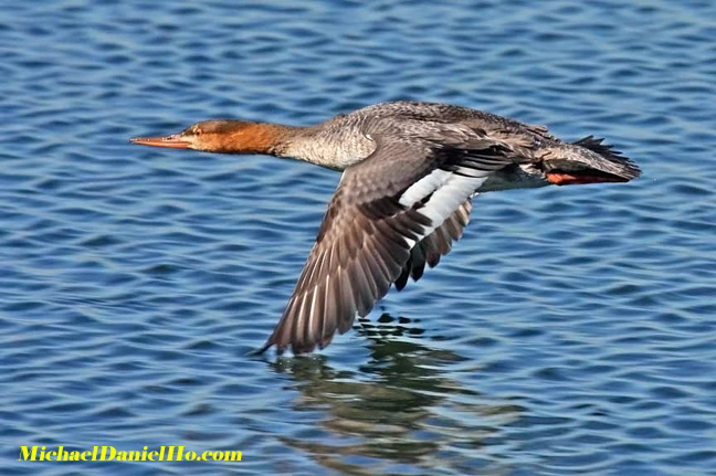 photo of Merganser duck