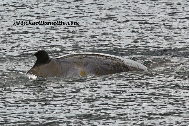 minke whale in antarctica