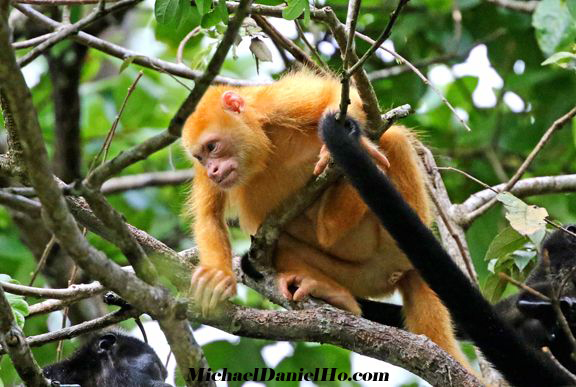 golden monkey in costa rica