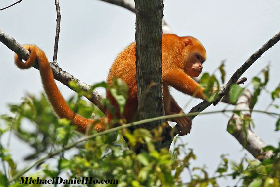 golden monkey in costa rica