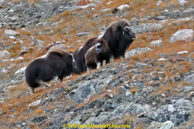 musk oxen with calf, greenland