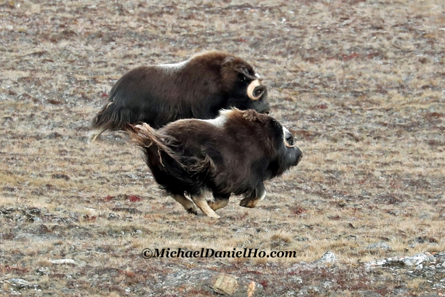musk oxen running in greenland