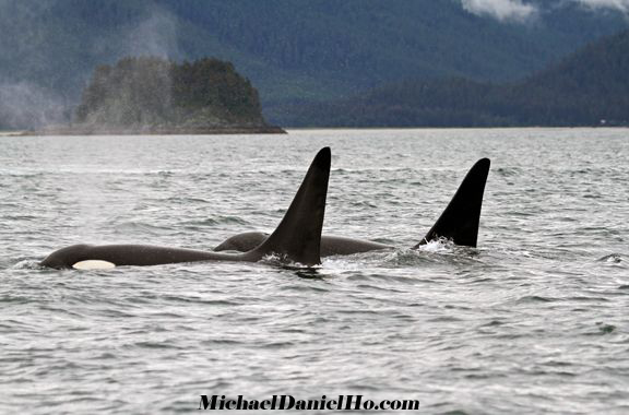 killer whale photos