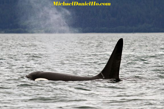 killer whale photos