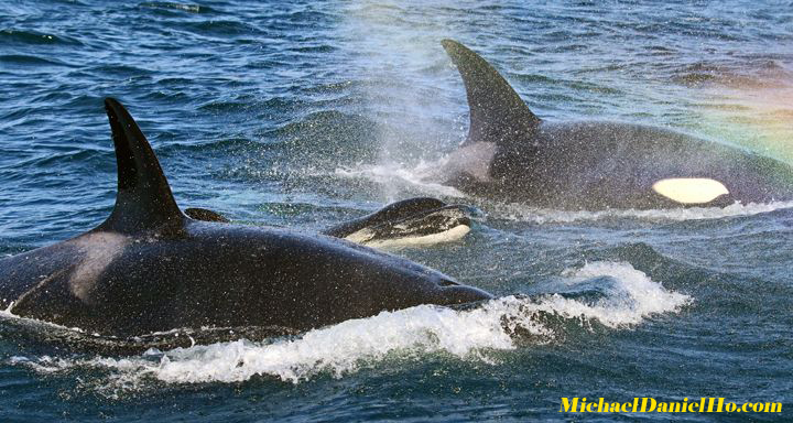 orcas, killer whale photos