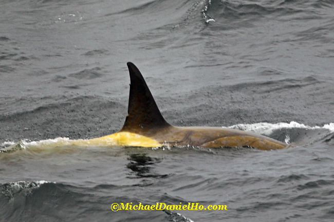 orca (killer whale) in antarctica