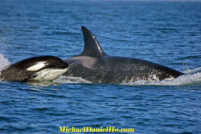 killer whale photos