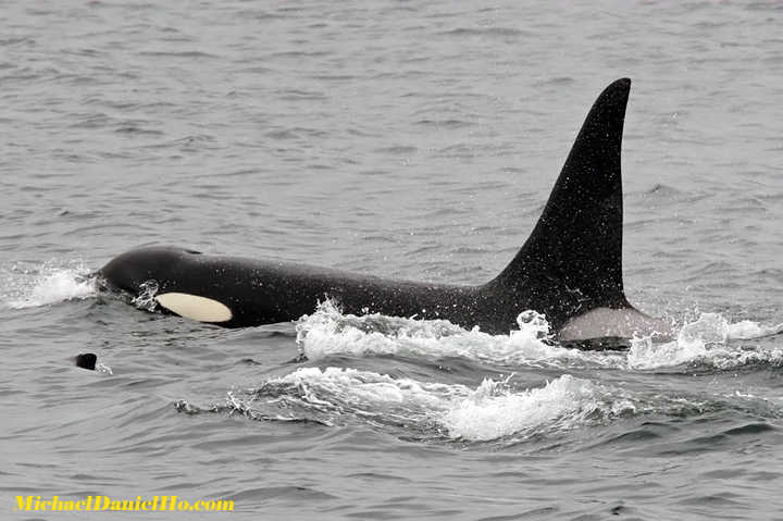 killer whale photos