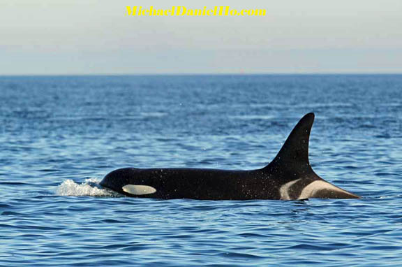 killer whale