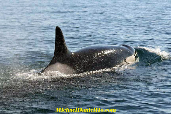 killer whale photos